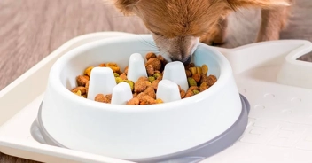 Slow Feeding Dog Bowl