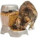 3lb Pet Cafe Feeder