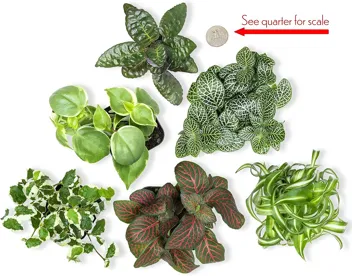 Plants for Pets Houseplants