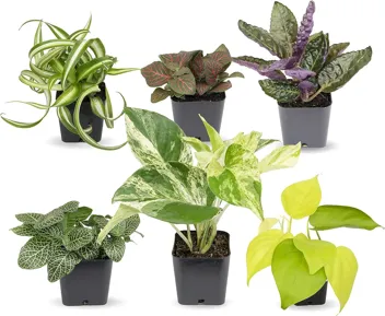 Plants for Pets Houseplants