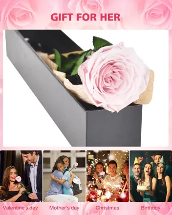 Yampp Preservered Rose with Storage Case