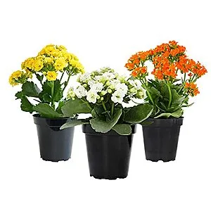 Plants for Pets Kalanchoe Live Succulents Plants Live Flowers