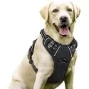 Rabbitgoo No-Pull 2-Leash Clip Adjustable Soft Padded Dog Harness (Large)