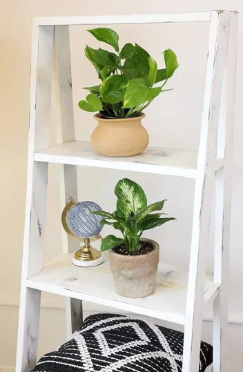 Essential Houseplant Collection Live Plants