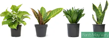 Essential Houseplant Collection Live Plants