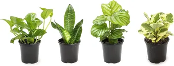 Essential Houseplant Collection Live Plants