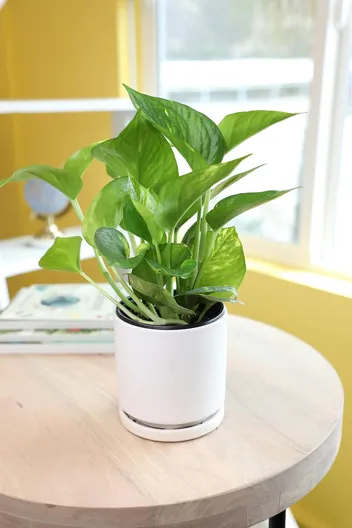 Essential Houseplant Collection Live Plants