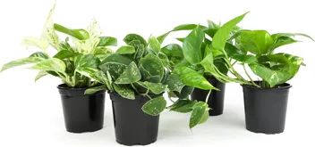 Essential Houseplant Collection Live Plants