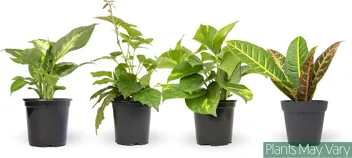 Essential Houseplant Collection Live Plants