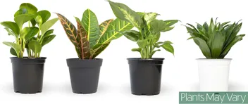 Essential Houseplant Collection Live Plants