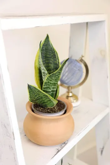 Essential Houseplant Collection Live Plants