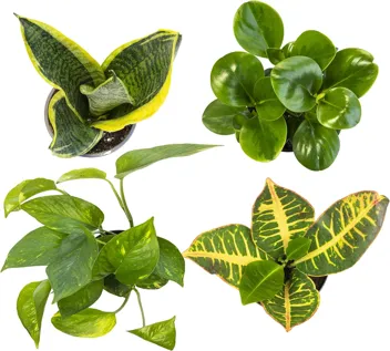 Essential Houseplant Collection Live Plants