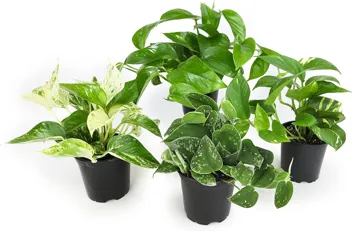 Essential Houseplant Collection Live Plants