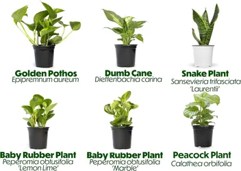 Essential Houseplant Collection Live Plants