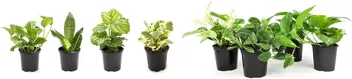 Essential Houseplant Collection Live Plants