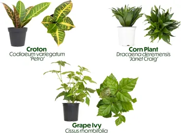 Essential Houseplant Collection Live Plants