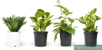 Essential Houseplant Collection Live Plants