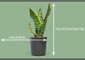 Essential Houseplant Collection Live Plants