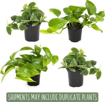 Essential Houseplant Collection Live Plants