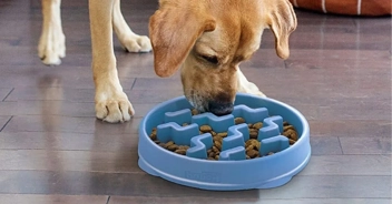 HURRY! Outward Hound Fun Feeder Dog Bowl