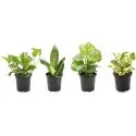 Essential Houseplant Collection Live Plants