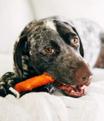 Dog Chew Toy (Large)