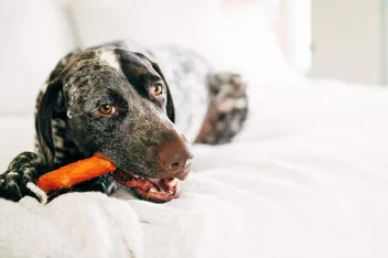 Dog Chew Toy (Large)