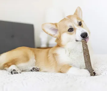 Dog Chew Toy (Large)