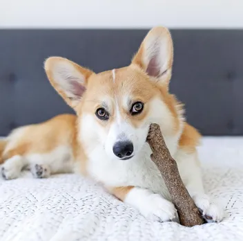 Dog Chew Toy (Large)