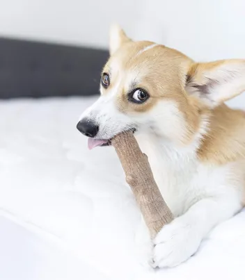 Dog Chew Toy (Large)