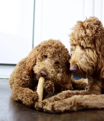 Dog Chew Toy (Large)