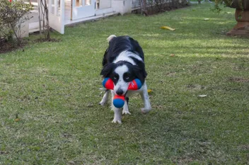 Chuckit! Amphibious Tumble Bumper Dog Toy