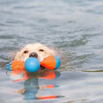 Chuckit! Amphibious Tumble Bumper Dog Toy