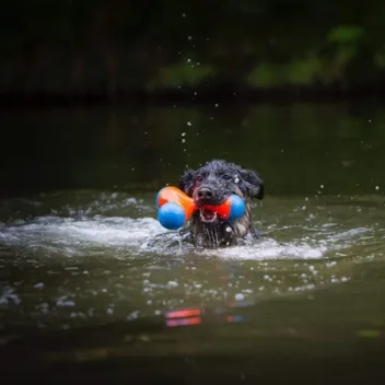 Chuckit! Amphibious Tumble Bumper Dog Toy