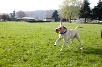 Chuckit! Amphibious Tumble Bumper Dog Toy