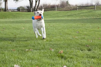 Chuckit! Amphibious Tumble Bumper Dog Toy