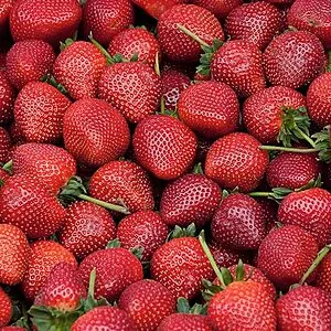 Quinault Everbearer Strawberry Plants