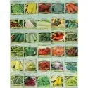 30 Packs of Deluxe Valley Greene Heirloom Vegetable Garden Seeds Non-GMO (Guaranteed 30 Different Varieties as Listed)