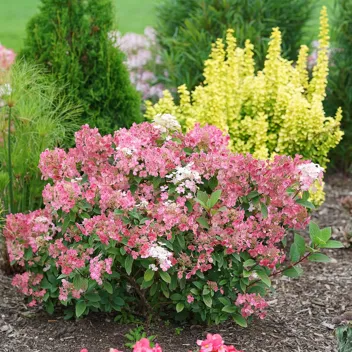 Proven Winners Little Quick Fire Hydrangea (Rich Pink and Creamy White)