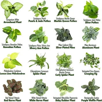 Plants for Pets Houseplants