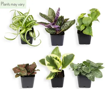 Plants for Pets Houseplants