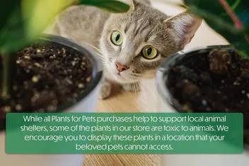 Plants for Pets Houseplants