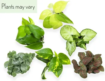 Plants for Pets Houseplants