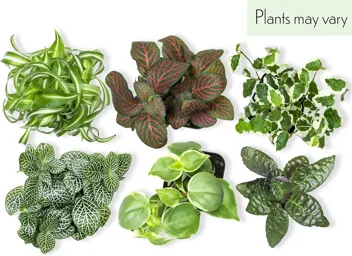 Plants for Pets Houseplants