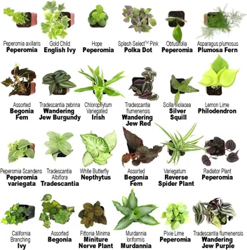 Plants for Pets Houseplants