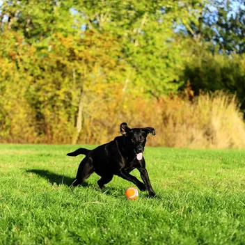 Chuckit Dog Tennis Ball Dog Toy (Small, )