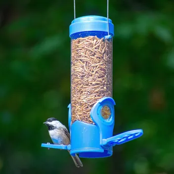 388F Dried Mealworm Bird Feeder with Flexports